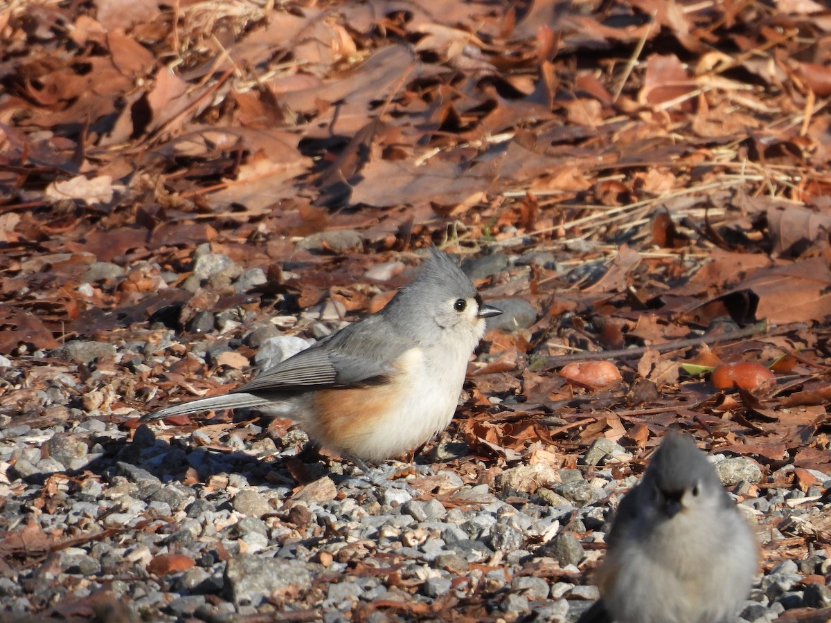 Tufted Titmouse - ML627634266