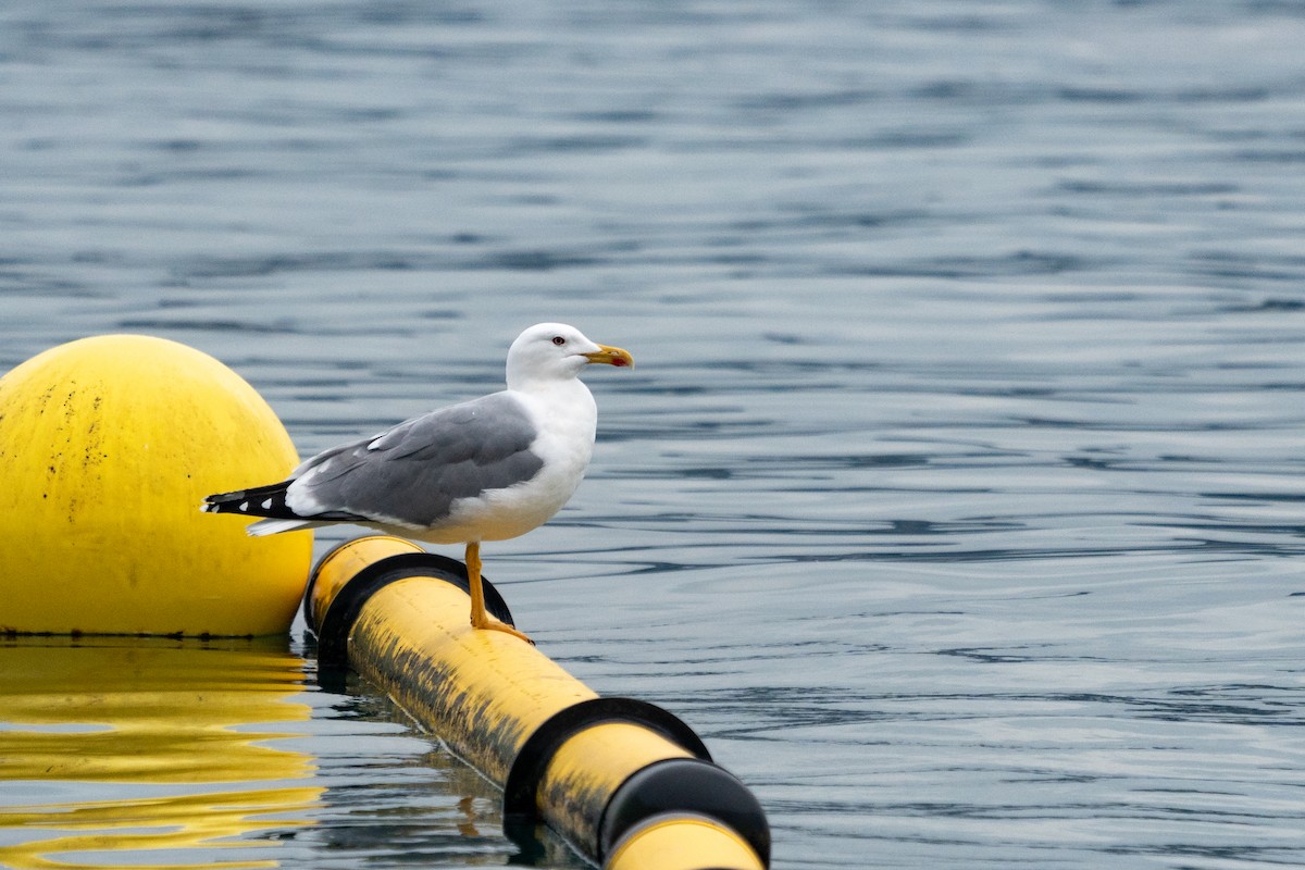 Yellow-legged Gull - ML627634276