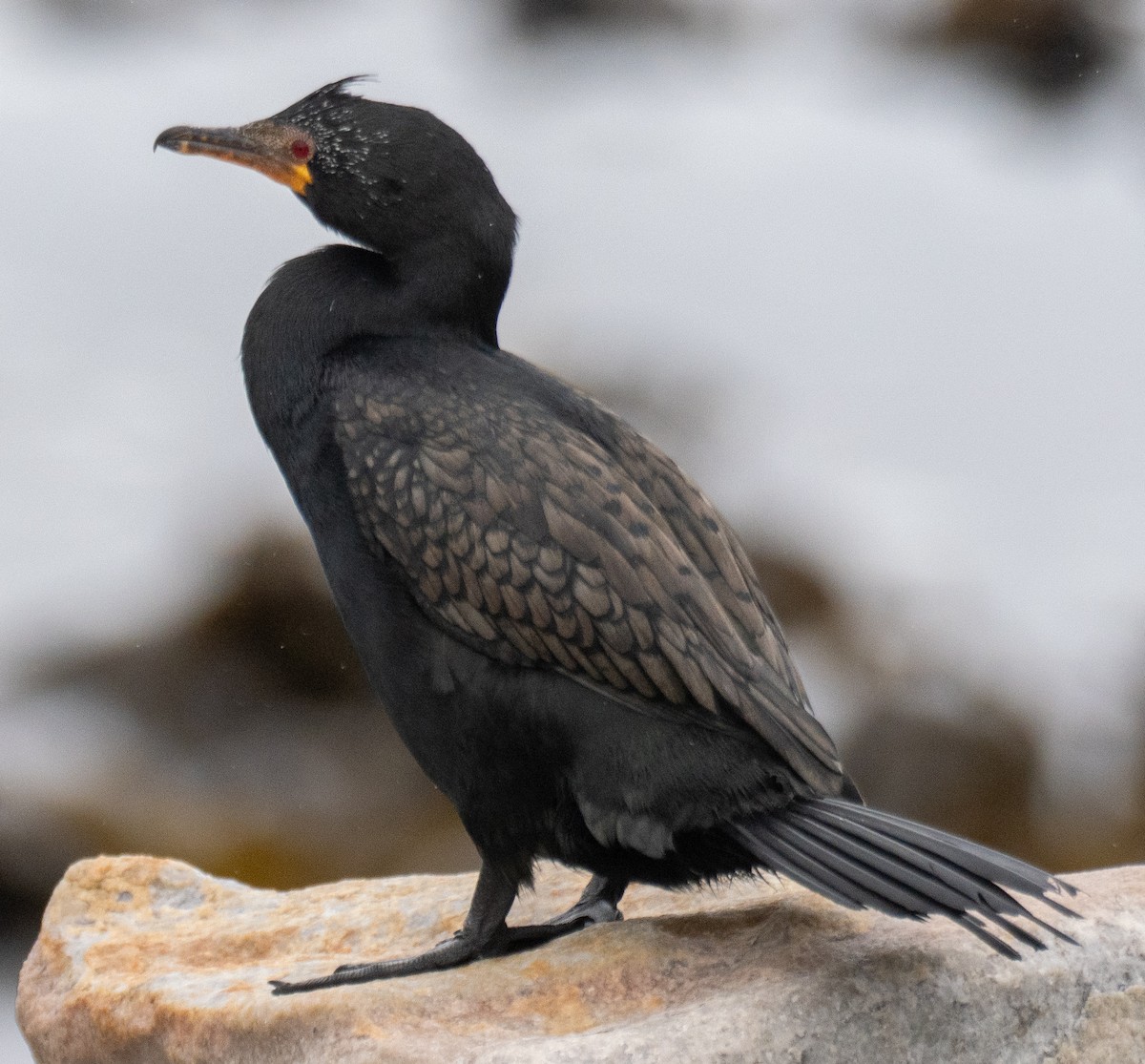 Crowned Cormorant - ML627634309