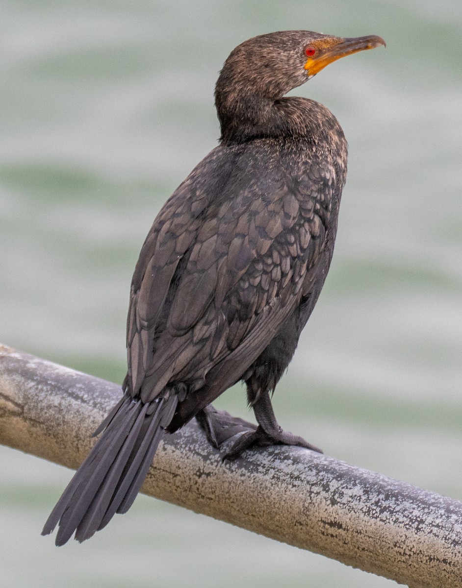 Crowned Cormorant - ML627634310