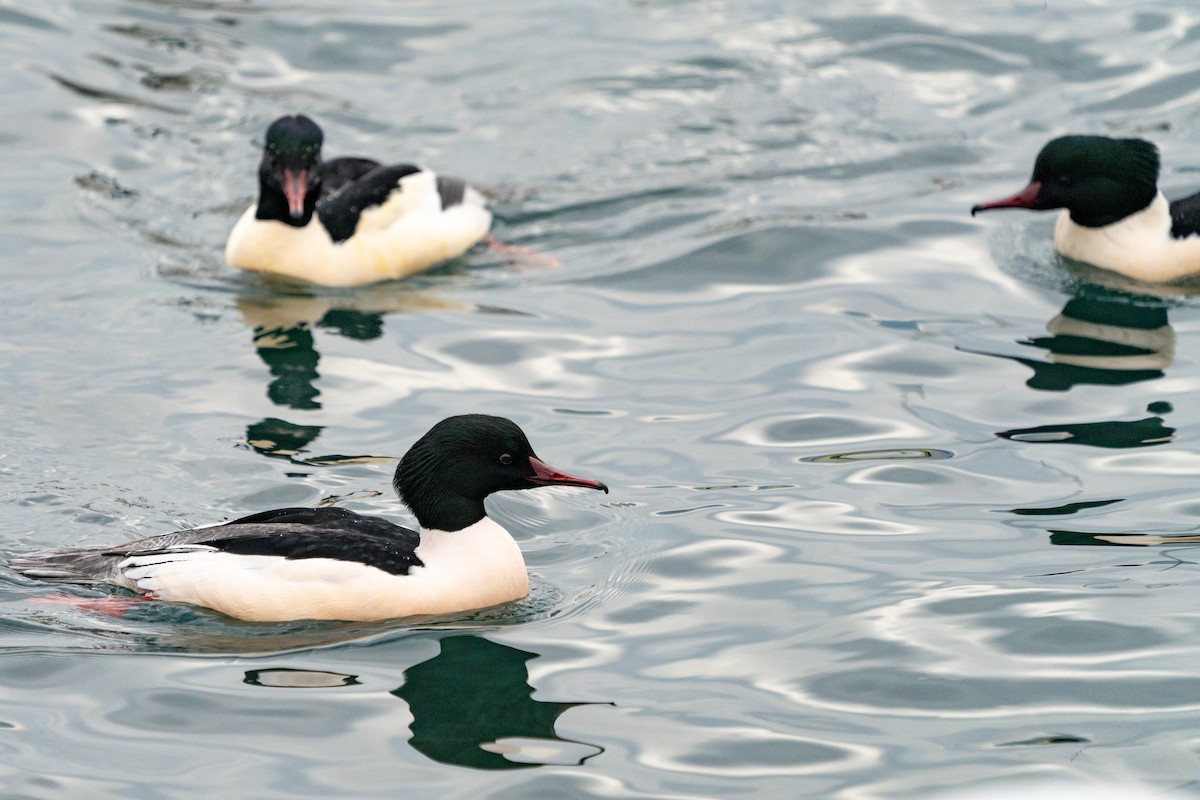 Common Merganser - ML627634327