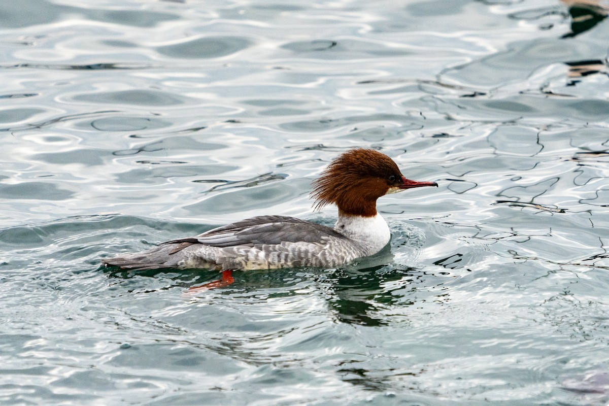 Common Merganser - ML627634328