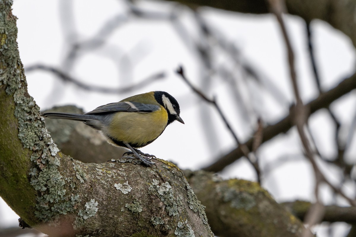 Great Tit - ML627634352