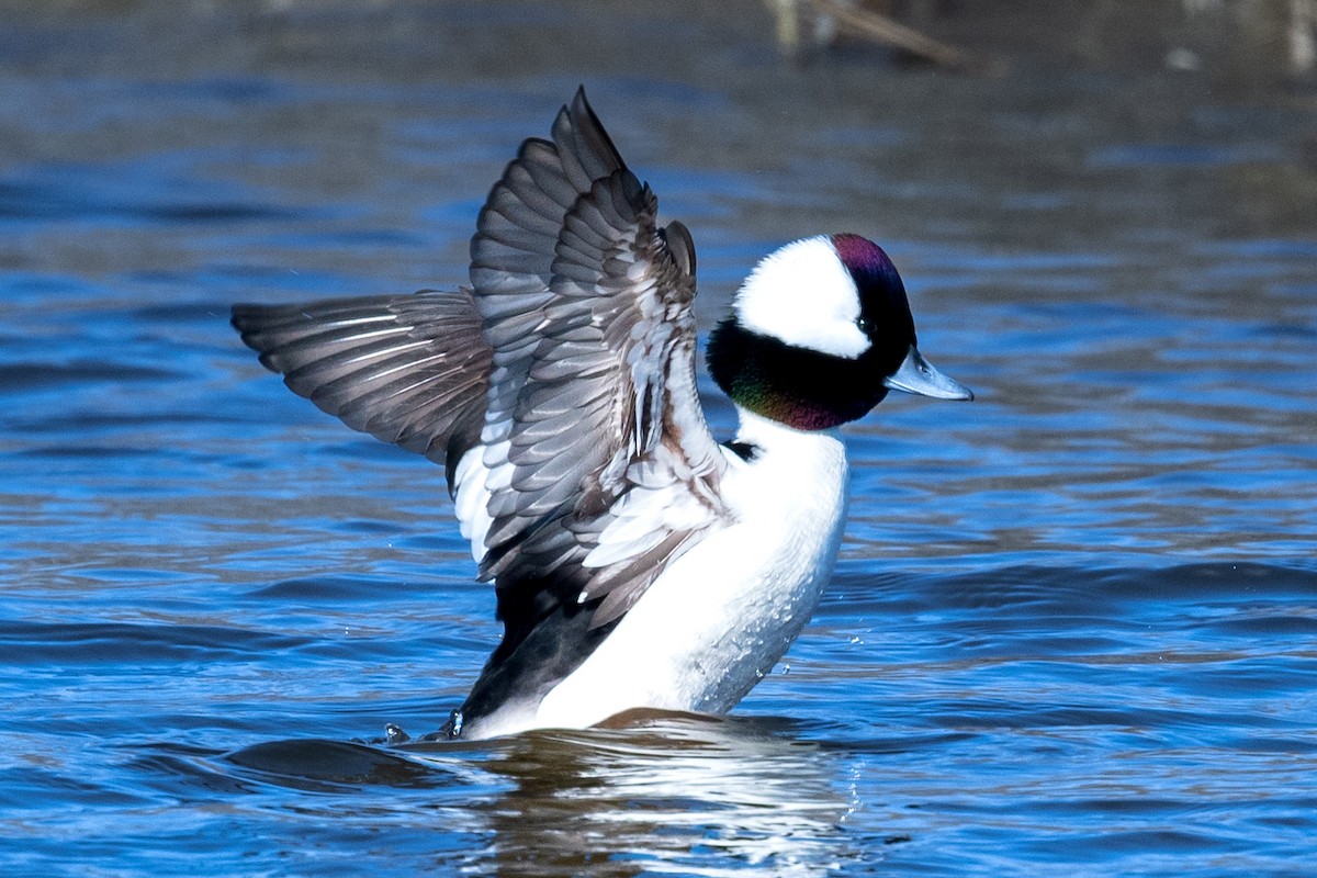 Bufflehead - ML627634379