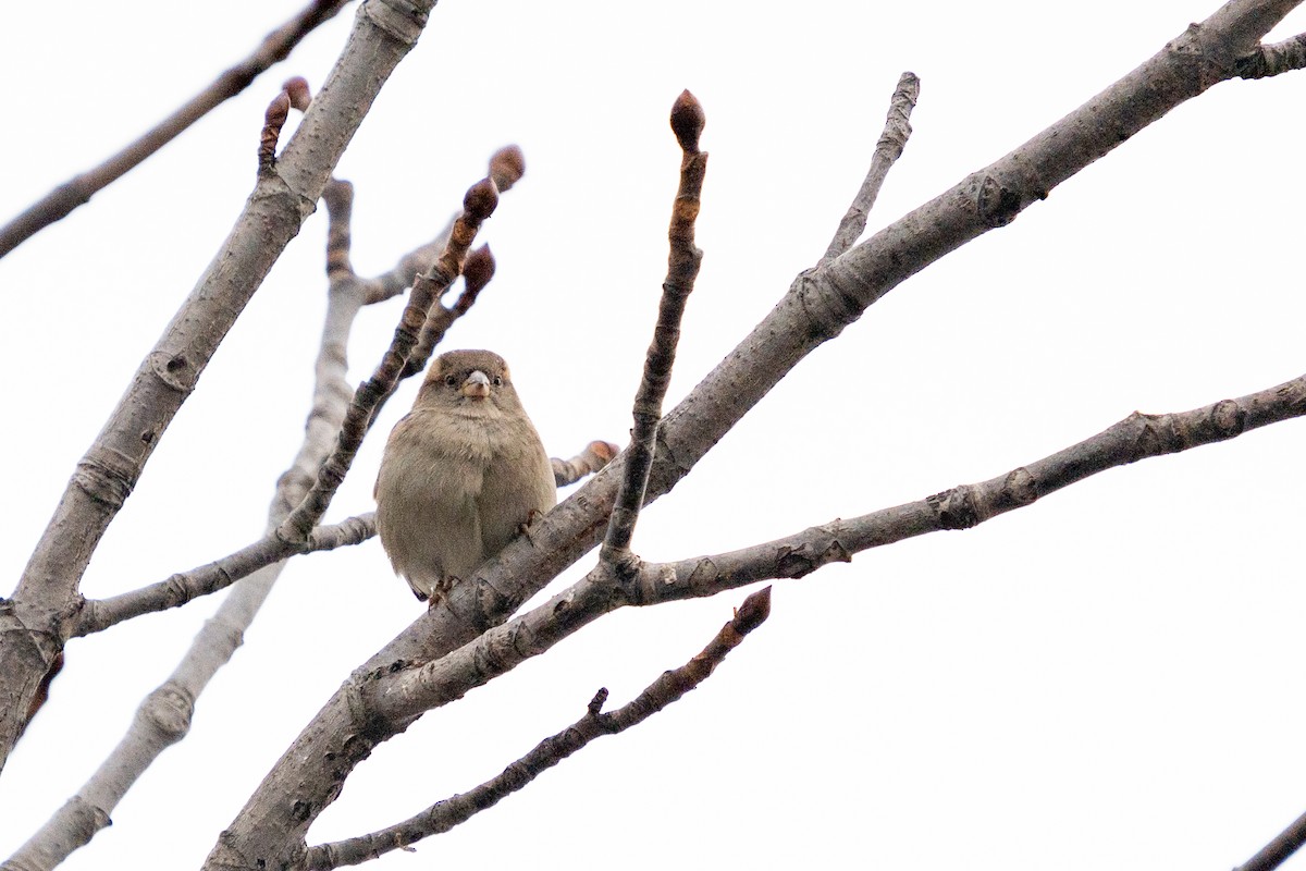 House Sparrow - ML627634380