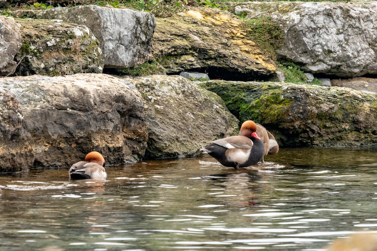 Red-crested Pochard - ML627634382