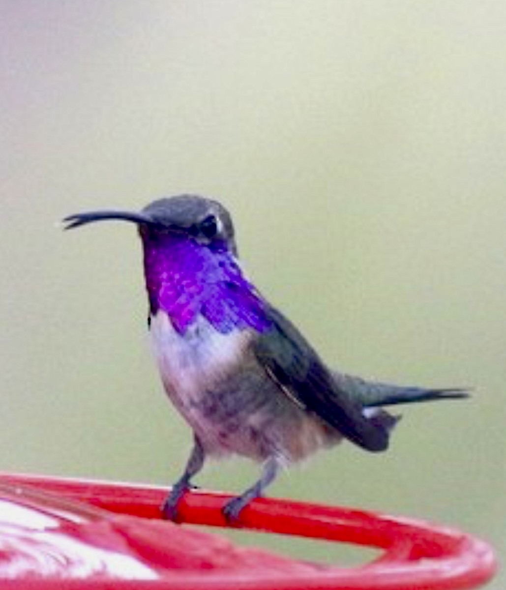 Lucifer Hummingbird - ML627634388