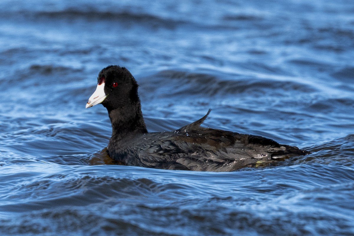 American Coot - ML627634405