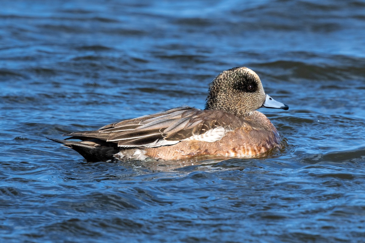 American Wigeon - ML627634438