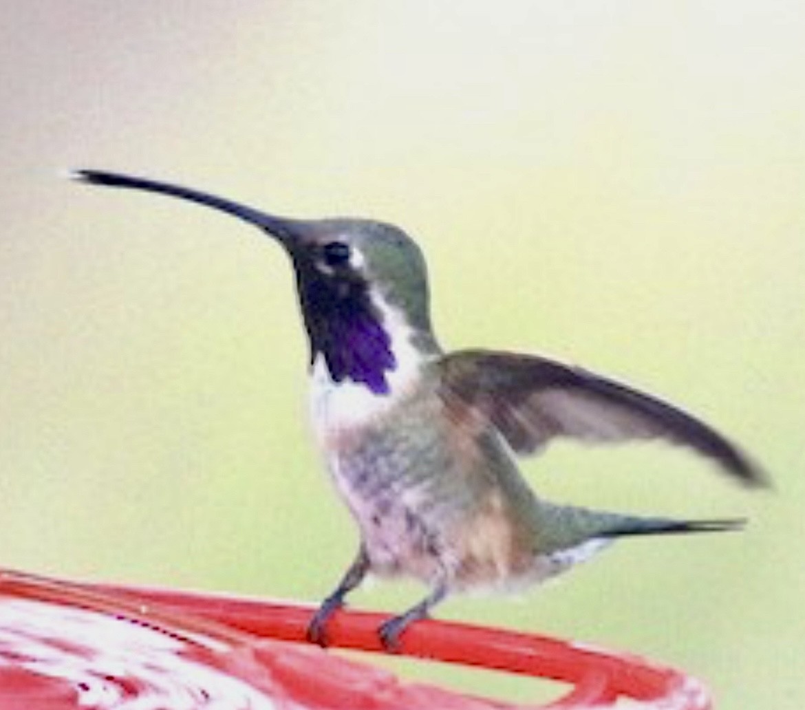 Lucifer Hummingbird - ML627634490