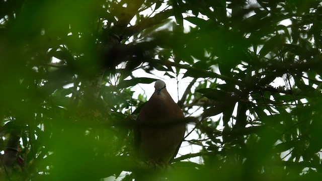 Gray-fronted Dove - ML627634495