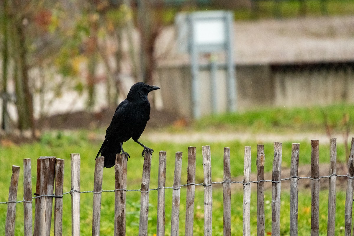 Carrion Crow - ML627634514