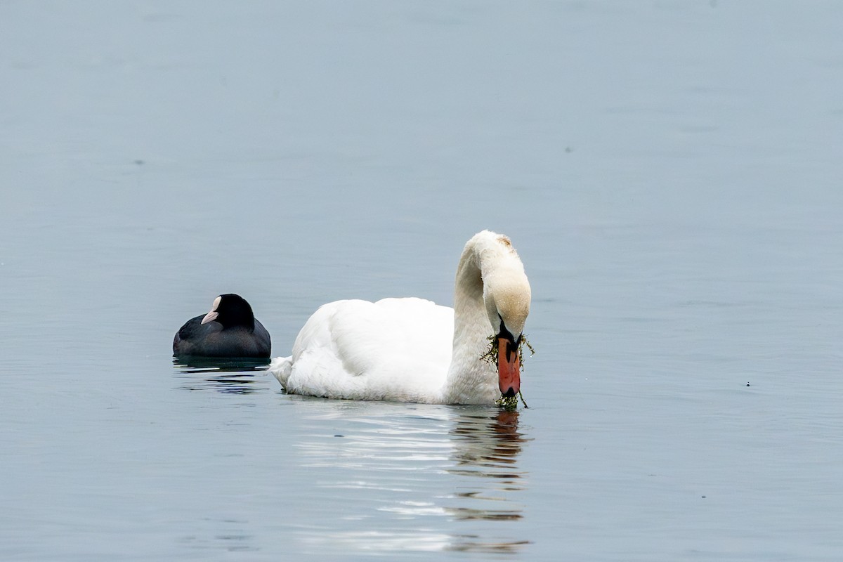 Mute Swan - ML627634547