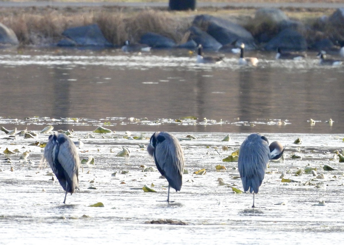 Great Blue Heron - ML627634606