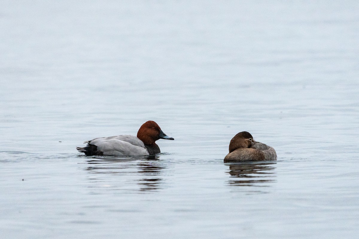 Common Pochard - ML627634611