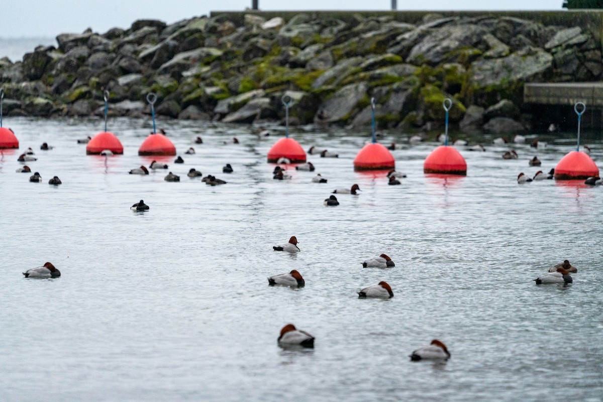 Common Pochard - ML627634612