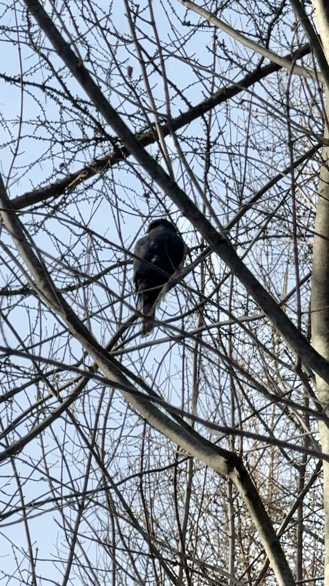 Sharp-shinned Hawk - ML627634635