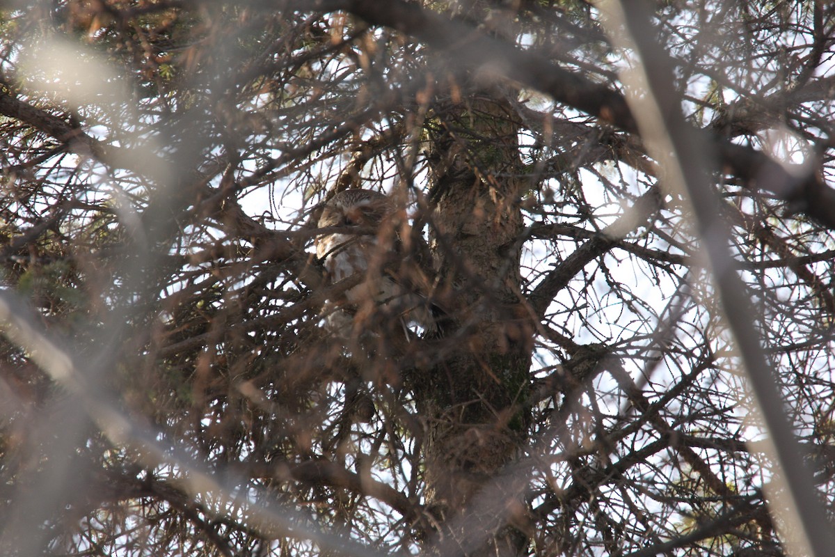 Northern Saw-whet Owl - ML627634639