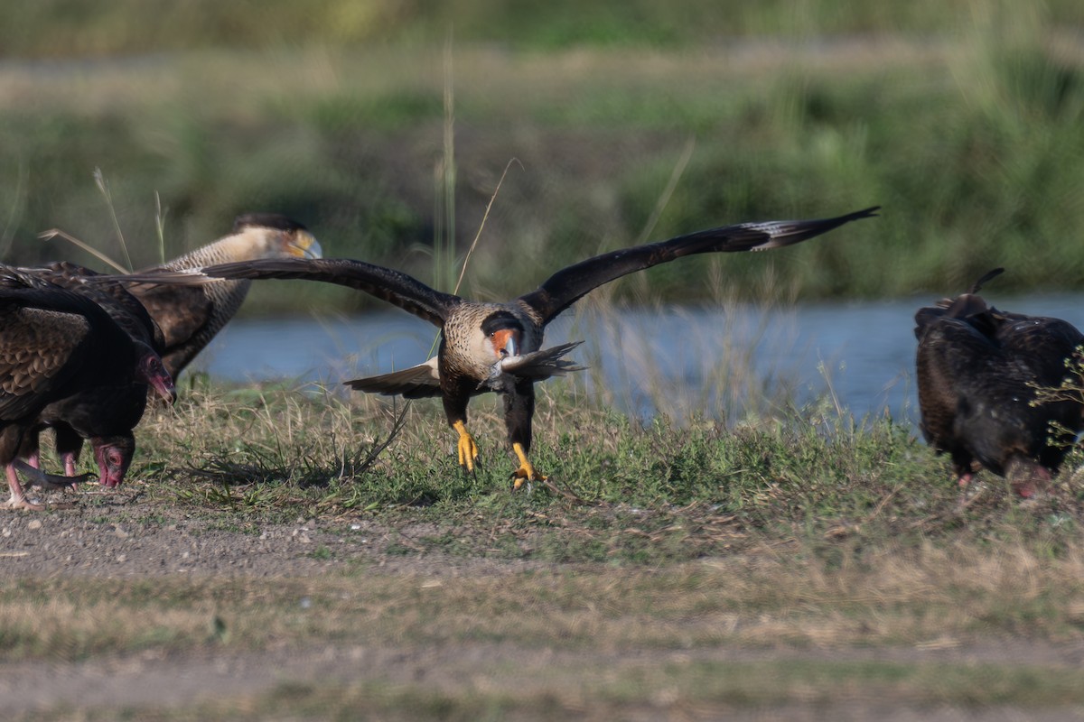 Crested Caracara (Northern) - ML627634674