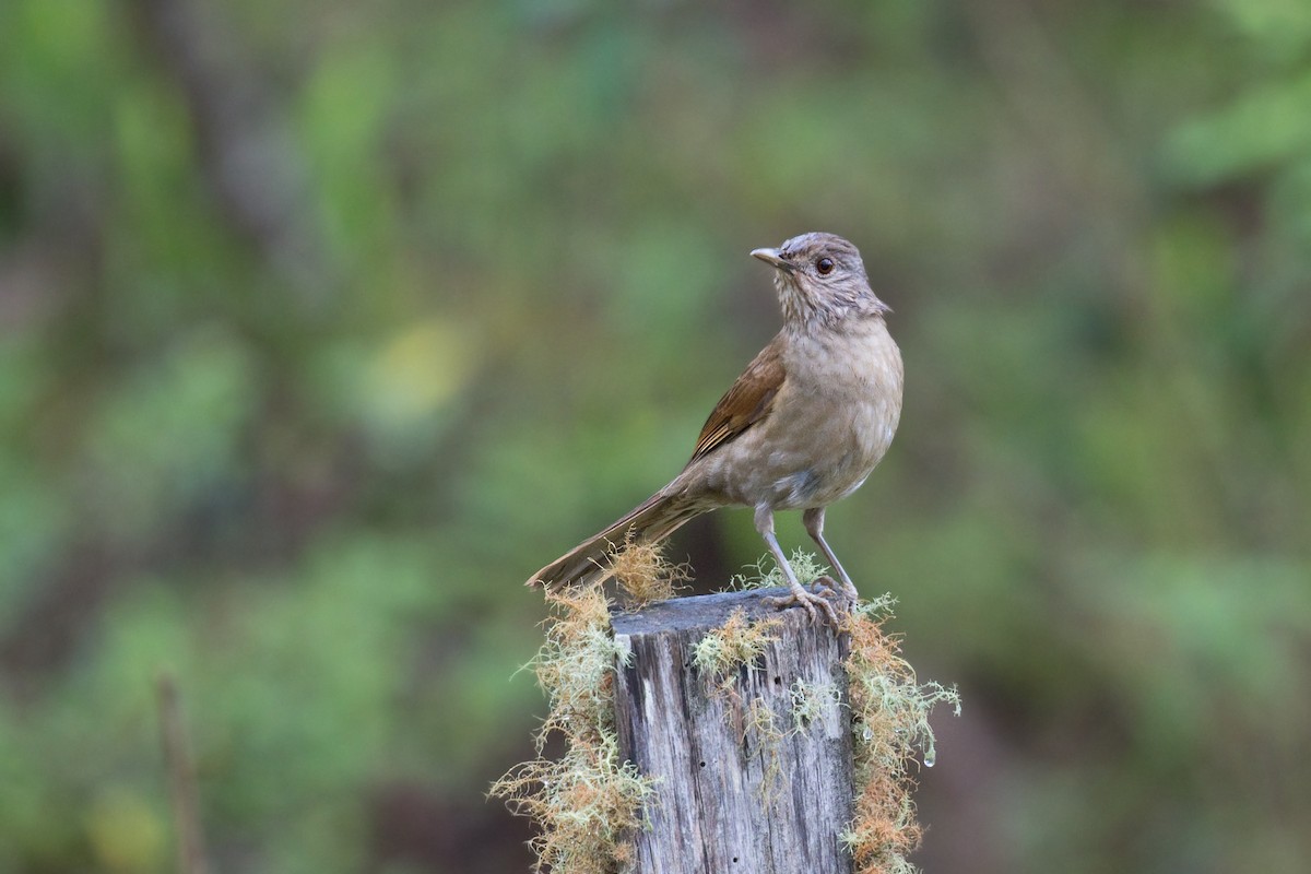 Pale-breasted Thrush - ML627634716