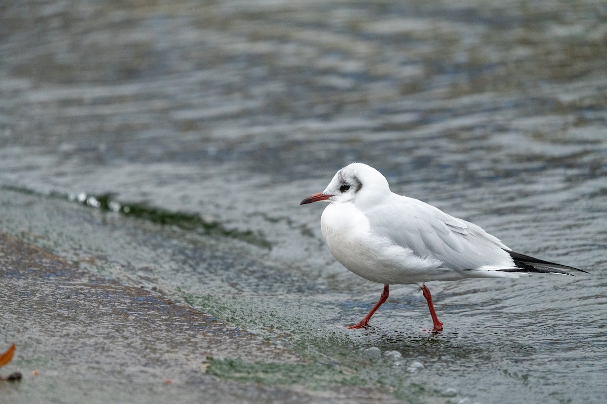 Black-headed Gull - ML627634736