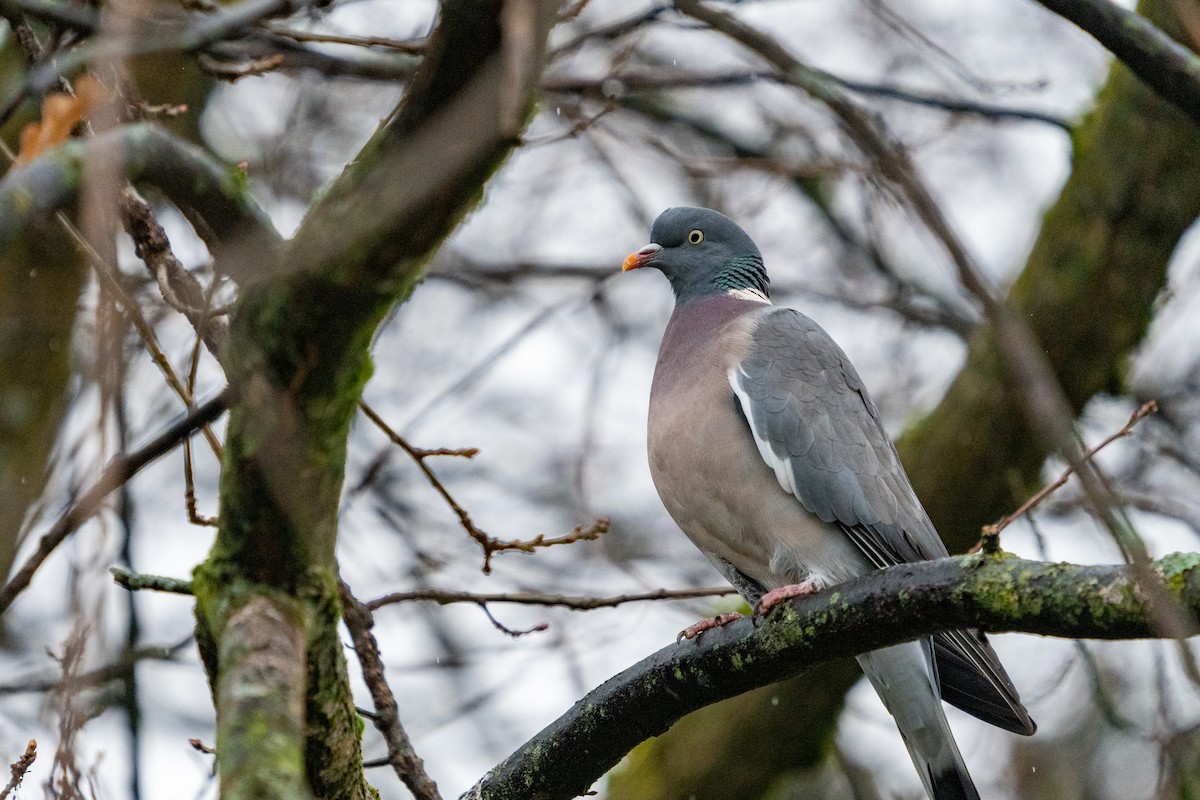 Common Wood-Pigeon - ML627634742