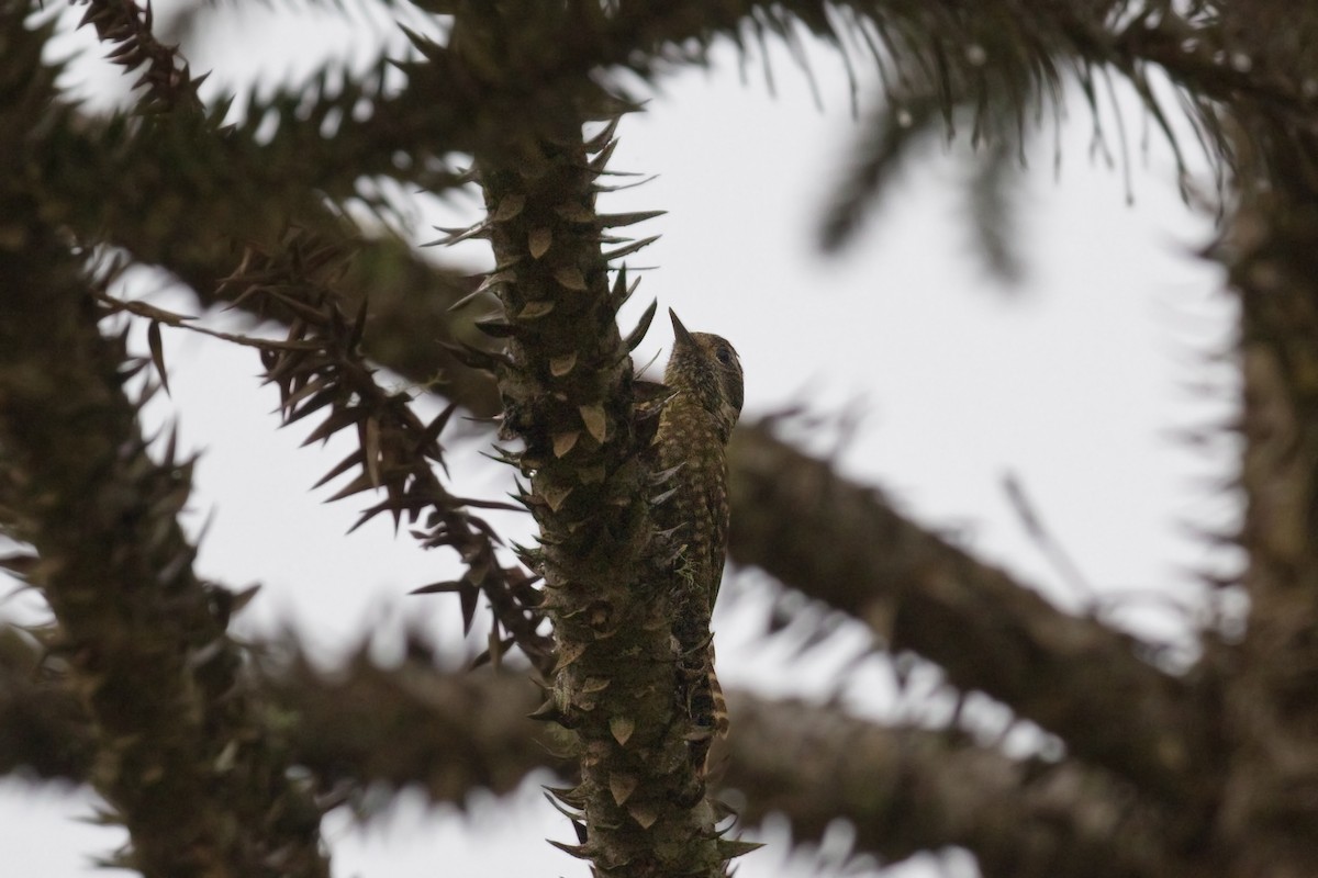 White-spotted Woodpecker - ML627634779