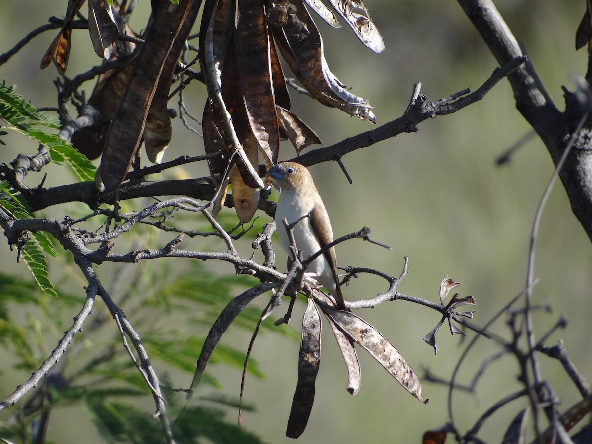 African Silverbill - ML627634812