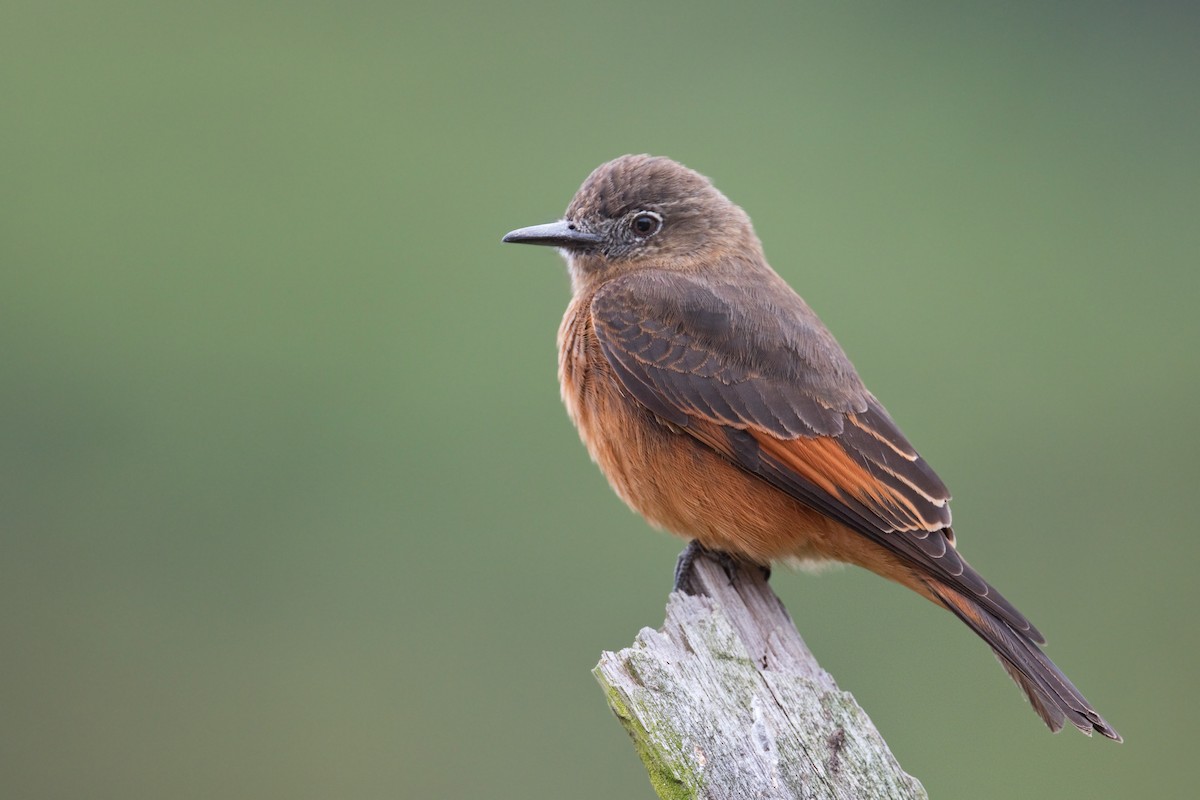 Cliff Flycatcher - ML627634832