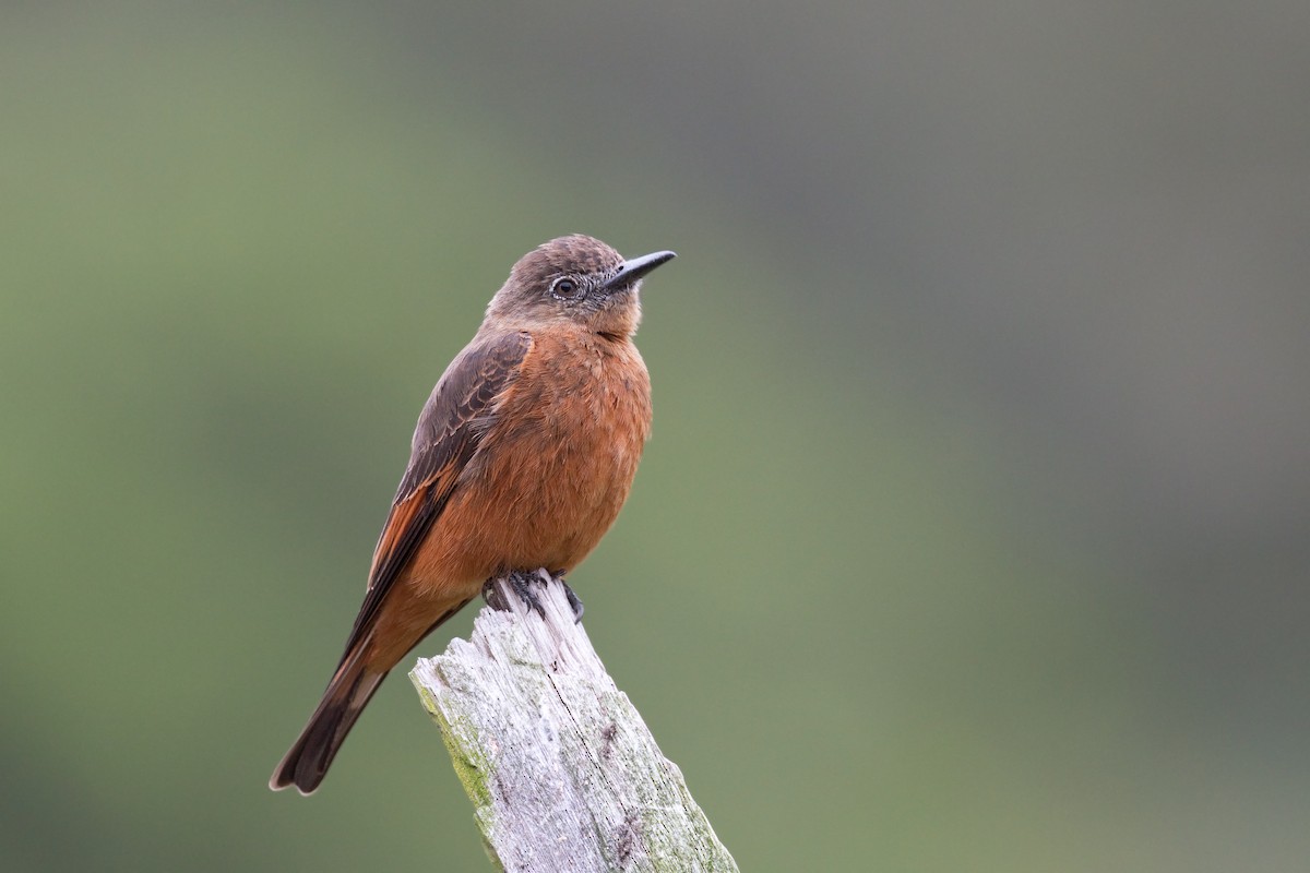 Cliff Flycatcher - ML627634838