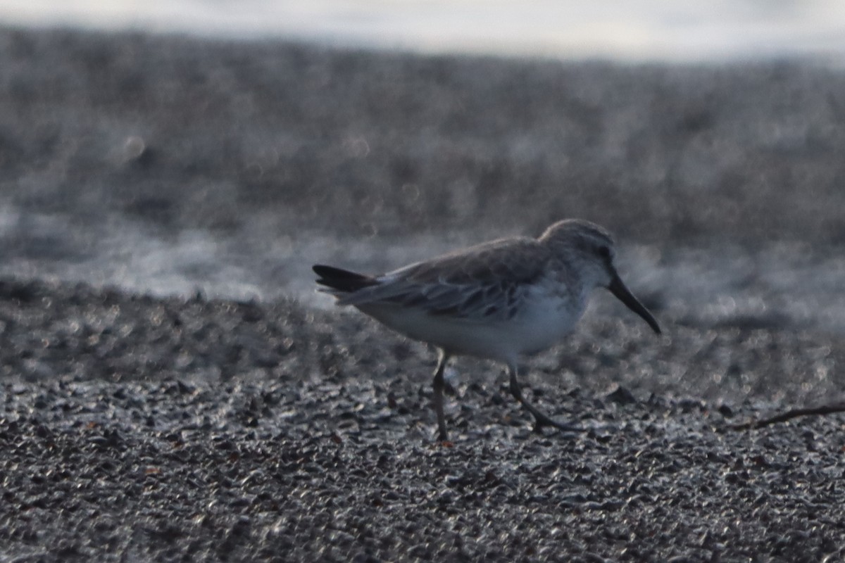 Broad-billed Sandpiper - ML627634839