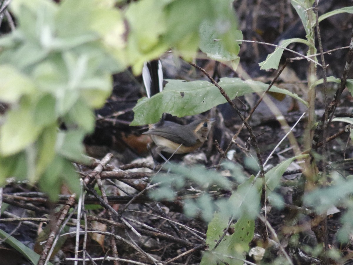 Red-breasted Chat - ML627634877