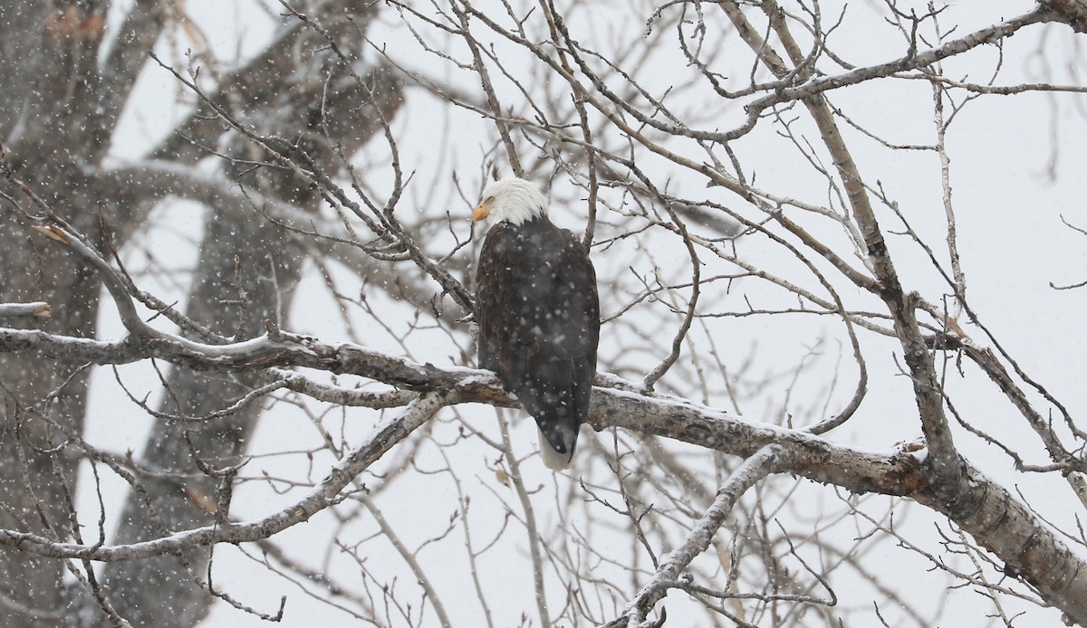 Bald Eagle - ML627634935