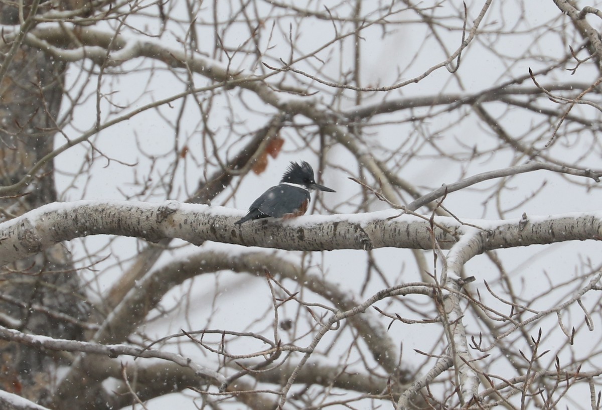 Belted Kingfisher - ML627634941