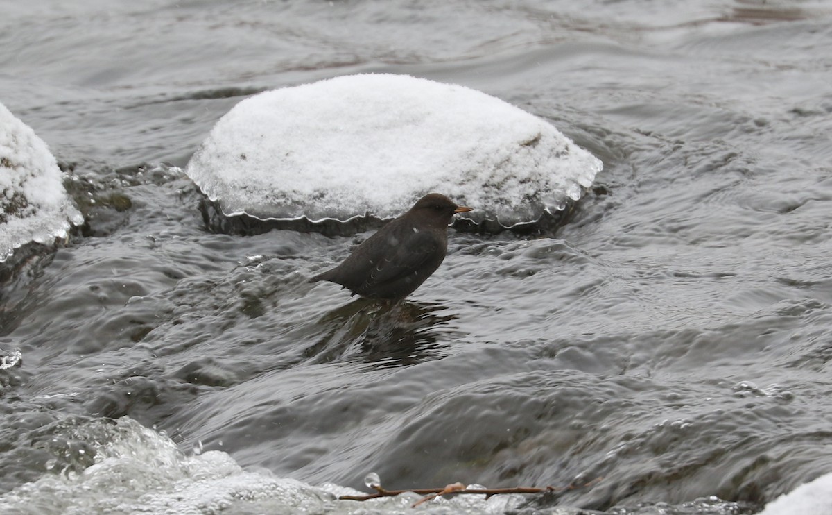 American Dipper - ML627634945