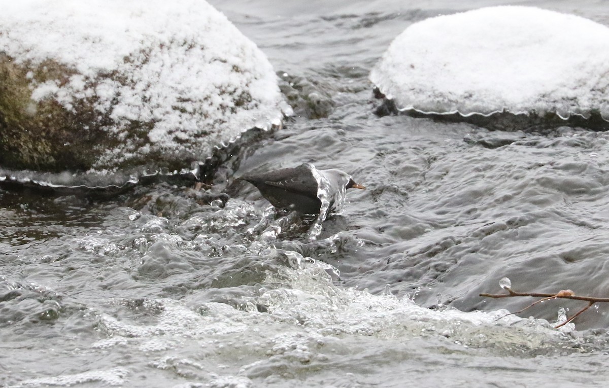 American Dipper - ML627634946