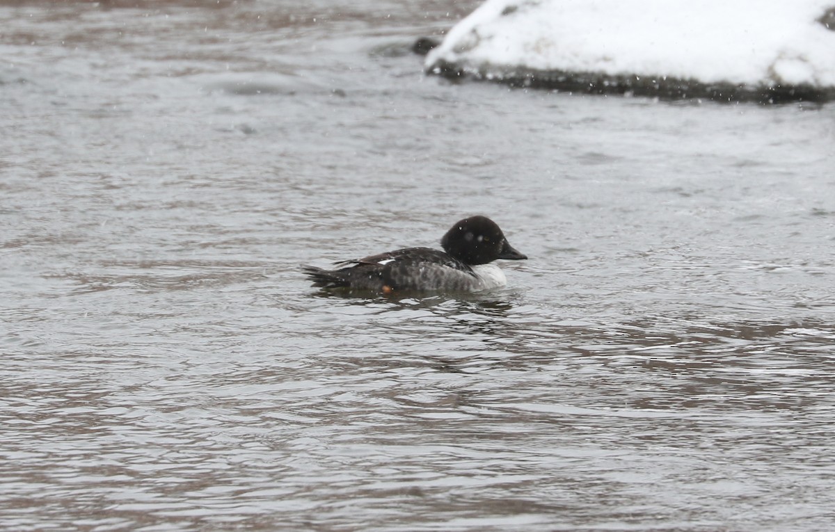 Barrow's Goldeneye - ML627634981