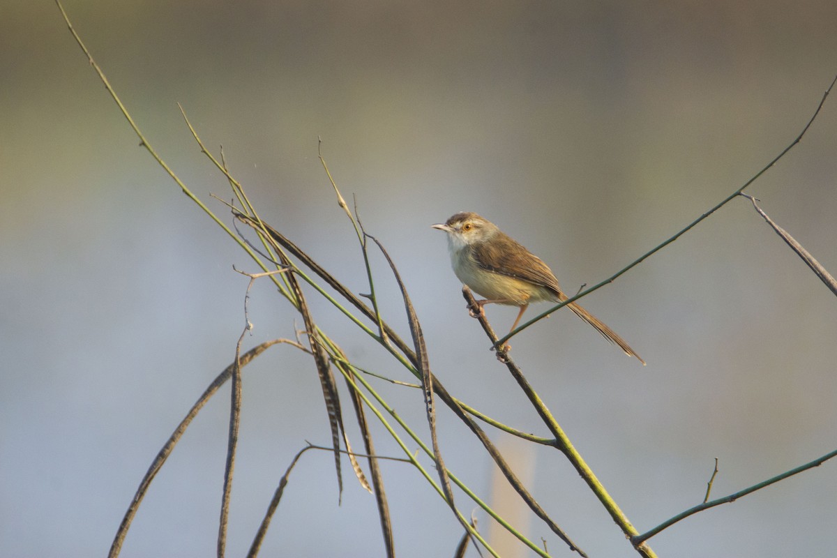 Plain Prinia - ML627635000