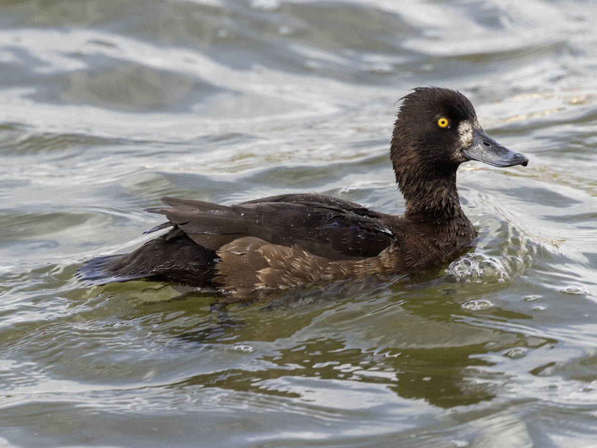 鳳頭潛鴨 - ML627635038