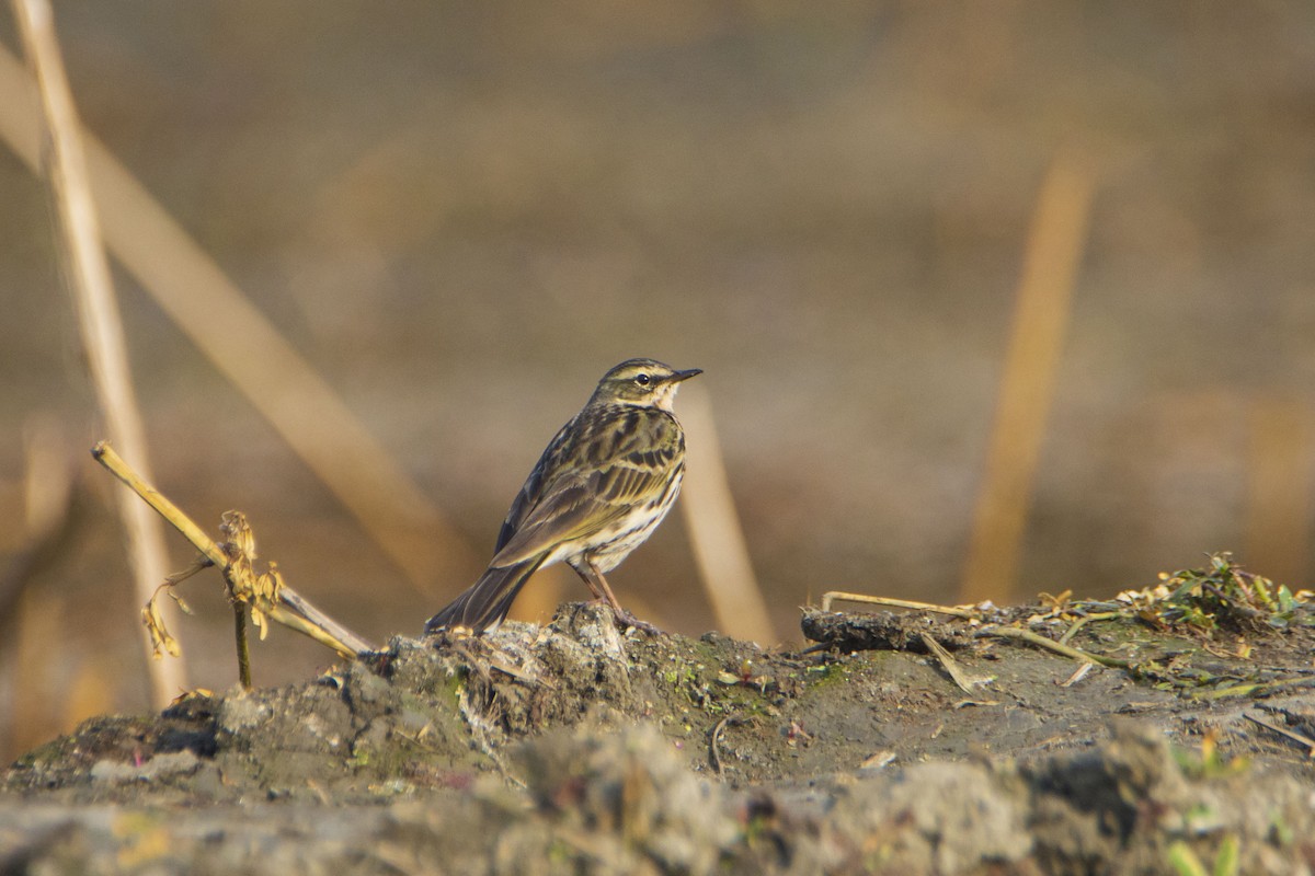 Rosy Pipit - ML627635058