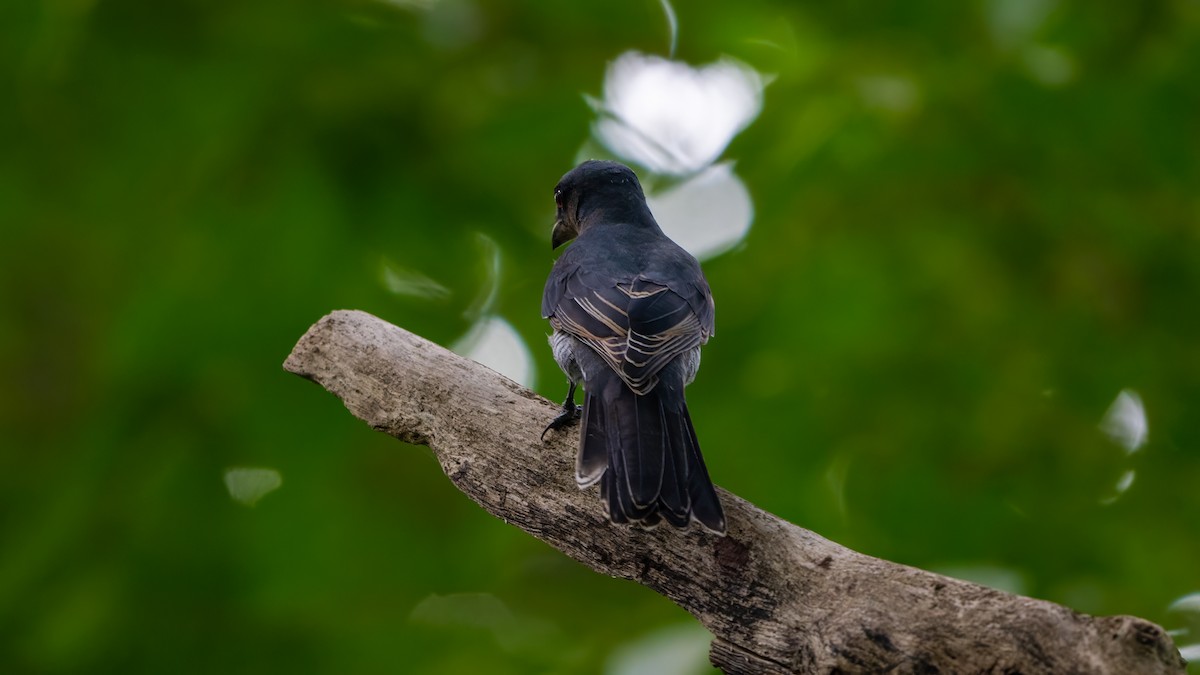 Andaman Cuckooshrike - ML627635070