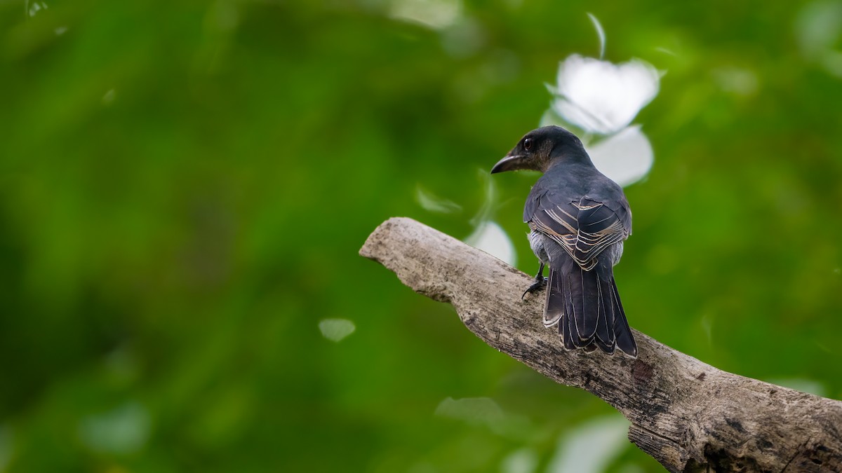 Andaman Cuckooshrike - ML627635071