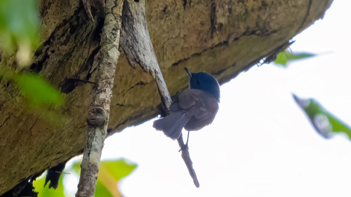 Andaman Cuckooshrike - ML627635081