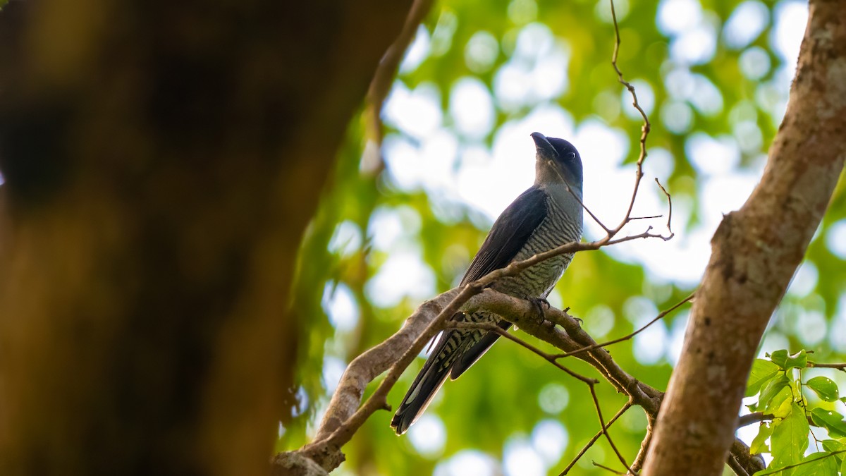 Andaman Cuckooshrike - ML627635082