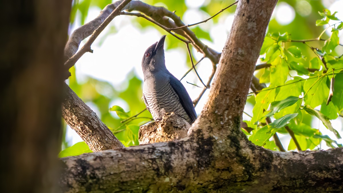 Andaman Cuckooshrike - ML627635083