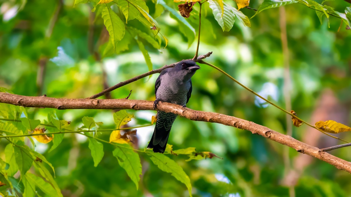 Andaman Cuckooshrike - ML627635084