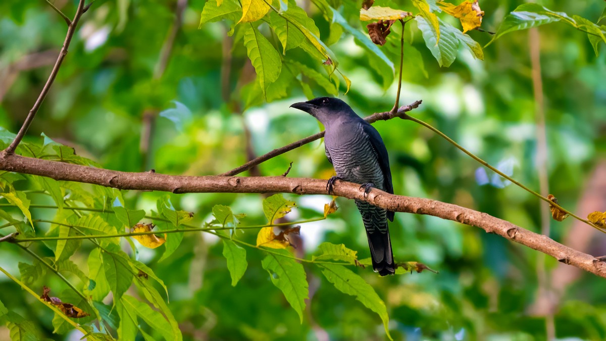 Andaman Cuckooshrike - ML627635085