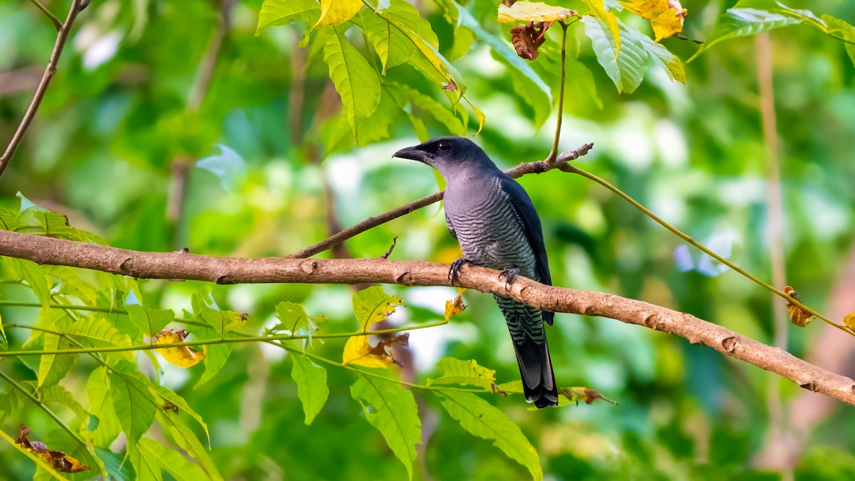 Andaman Cuckooshrike - ML627635086