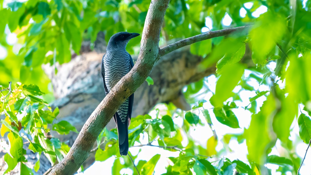 Andaman Cuckooshrike - ML627635087