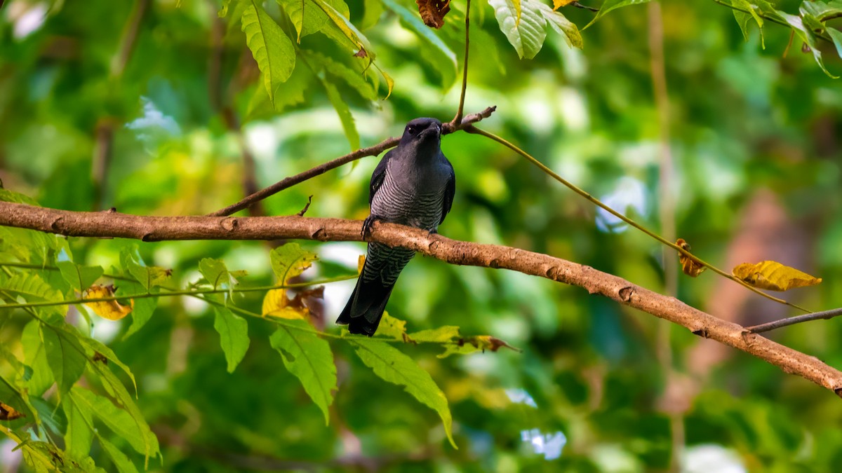 Andaman Cuckooshrike - ML627635088